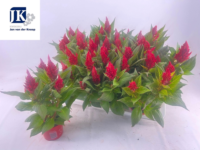 <h4>Cel Pl Kel Fire Red</h4>