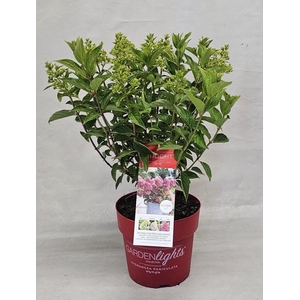 Hydrangea Paniculata (Gardenlight) 'Redlight' - 23 cm