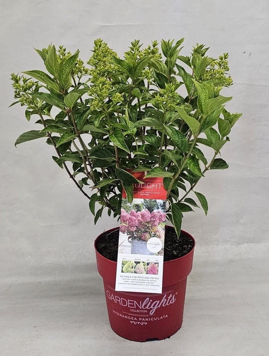 <h4>Hydrangea Paniculata (Gardenlight) 'Redlight' - 23 cm</h4>