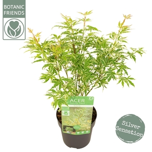 Acer palm. 'Butterfly'
