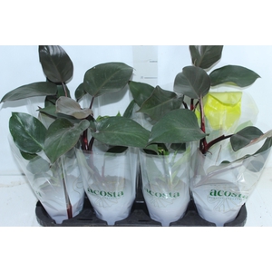PHILODENDRON VARIADO P12