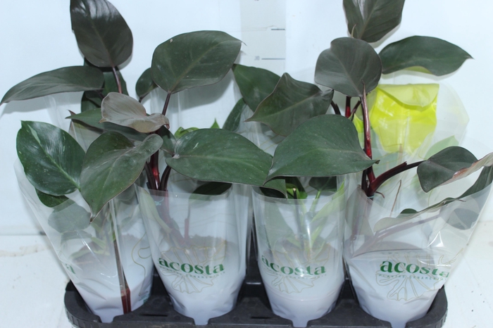 <h4>PHILODENDRON VARIADO P12</h4>