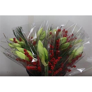 Hipp Mono Kief-ilex Wit