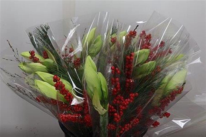 <h4>Hipp Mono Kief-ilex Wit</h4>