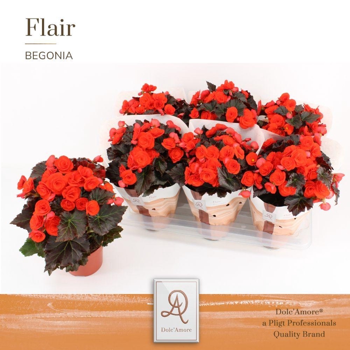 <h4>Begonia Mocca Orange P14 Dolc'Amore® Flair</h4>
