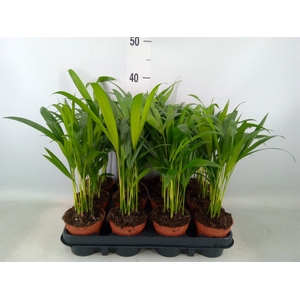 Dypsis lutescens   ...Chrysalidoca