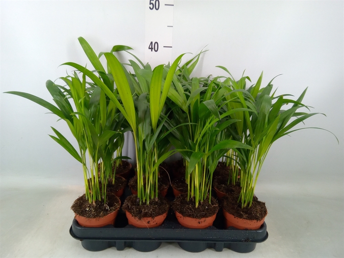<h4>Dypsis lutescens   ...Chrysalidoca</h4>