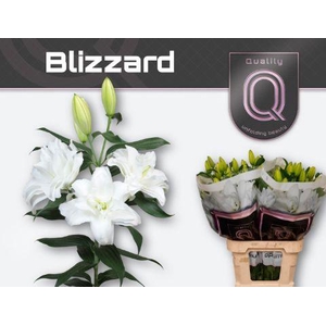 LI OT DU BLIZZARD 3+