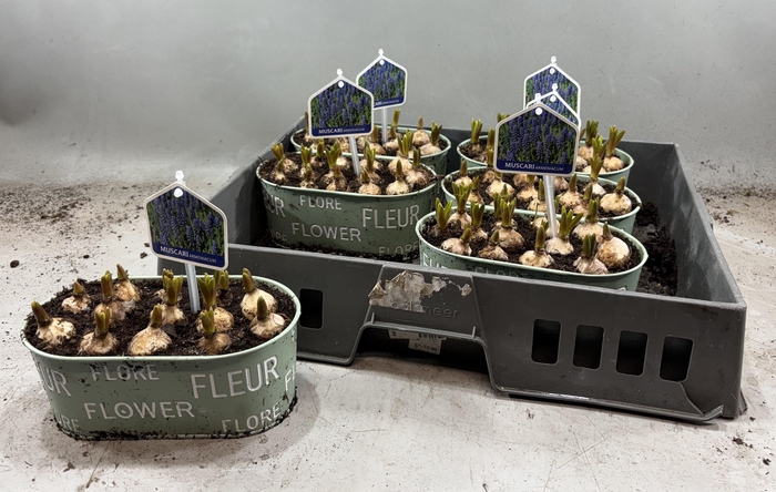 <h4>ARR MUSCARI</h4>