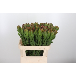 Leucadendron Saf Goldstrik