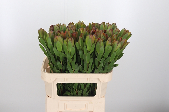 <h4>Leucadendron Saf Goldstrik</h4>