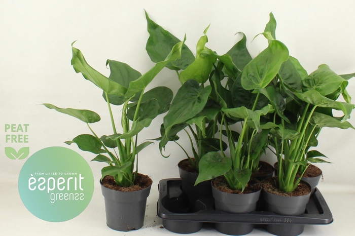 <h4>ALOC CUCULLATA</h4>