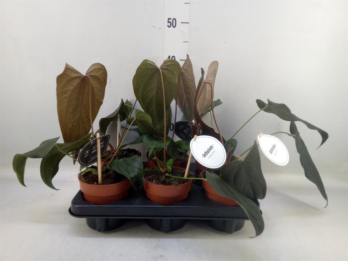 <h4>Anthurium   ...</h4>