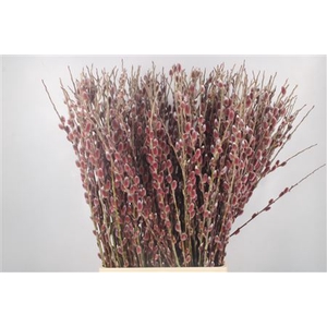 Salix G Pink Cushion