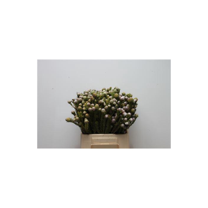 <h4>Kaaps Tortum</h4>