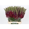 Antirrhinum Potomac Red