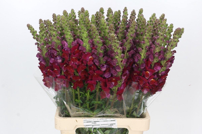 <h4>Antirrhinum Potomac Red</h4>