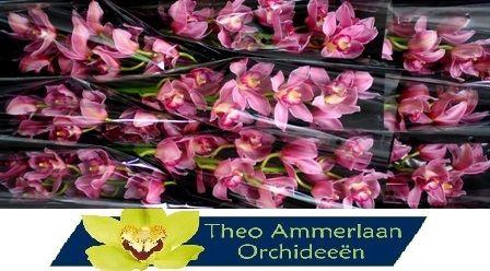 <h4>Ruby Rose 60</h4>