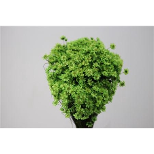 Dried Glixia Lightgreen Bunch