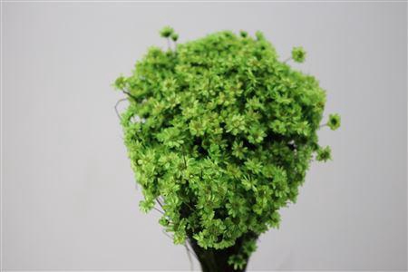 <h4>Dried Glixia Lightgreen Bunch</h4>