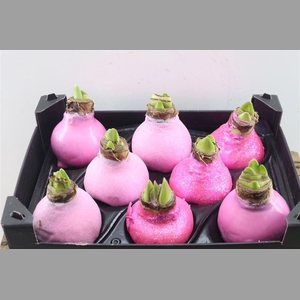 Wax Hipp Topline Gl Mix Rose