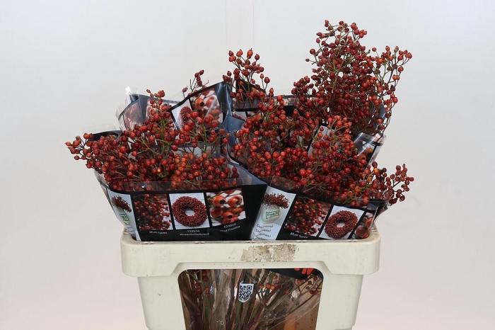 <h4>ROSA OUVERTURE</h4>