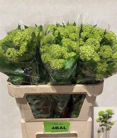 Viburnum Roseum St 80cm 4 Hd