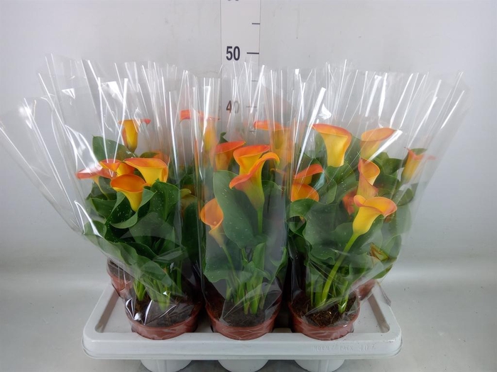 <h4>Zantedeschia   ...</h4>