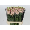 Matthiola Iron Apricot
