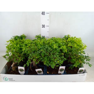 Bonsai   ...mix