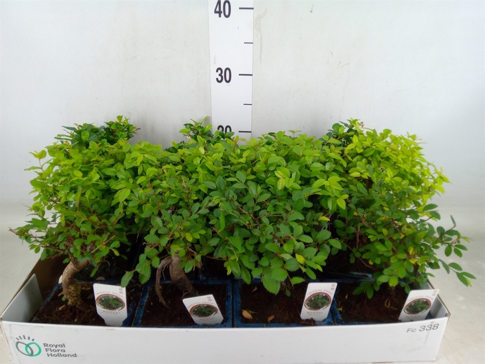 <h4>Bonsai   ...mix</h4>