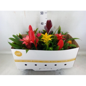 Bromelia   ...mix