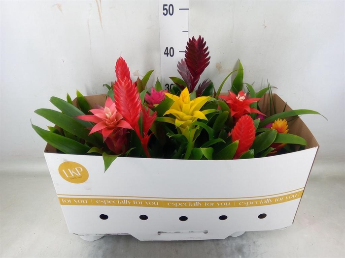 <h4>Bromelia   ...mix</h4>