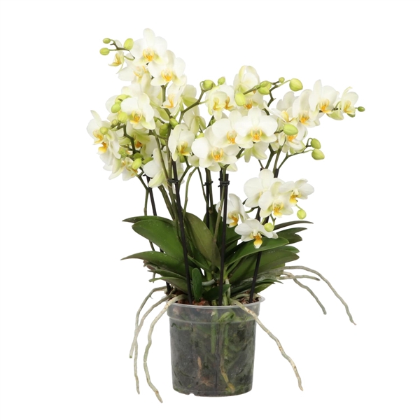 <h4>Phalaenopsis Multifloratypes overig wit</h4>