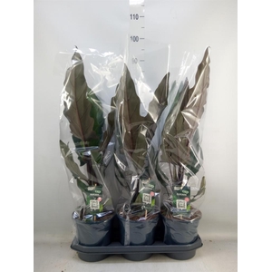 Alocasia lauterbachiana