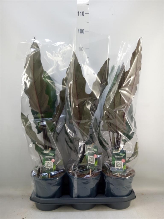 <h4>Alocasia lauterbachiana</h4>