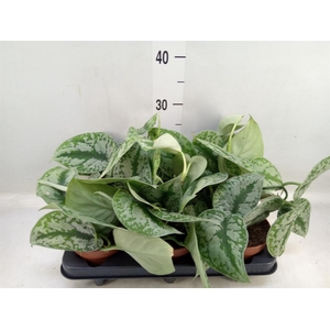 Scindapsus pictus 'Trebie'