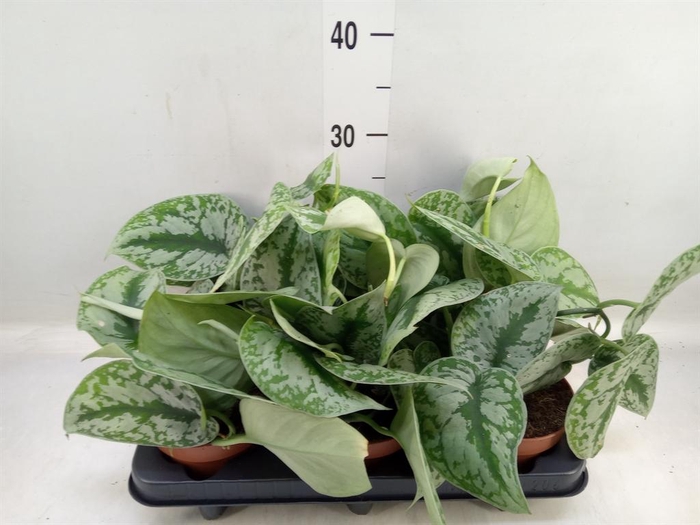 <h4>Scindapsus pictus 'Trebie'</h4>