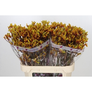 Anigozanthos Gold Fever