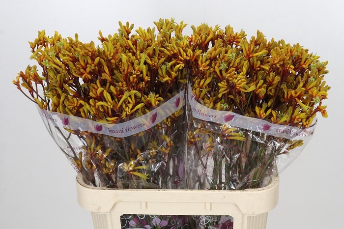 <h4>Anigozanthos Gold Fever</h4>