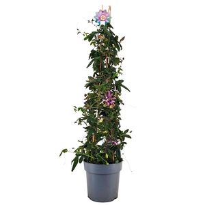 Passiflora Amethyst Beauty