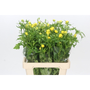 Ranunculus Butterfly Phytalos