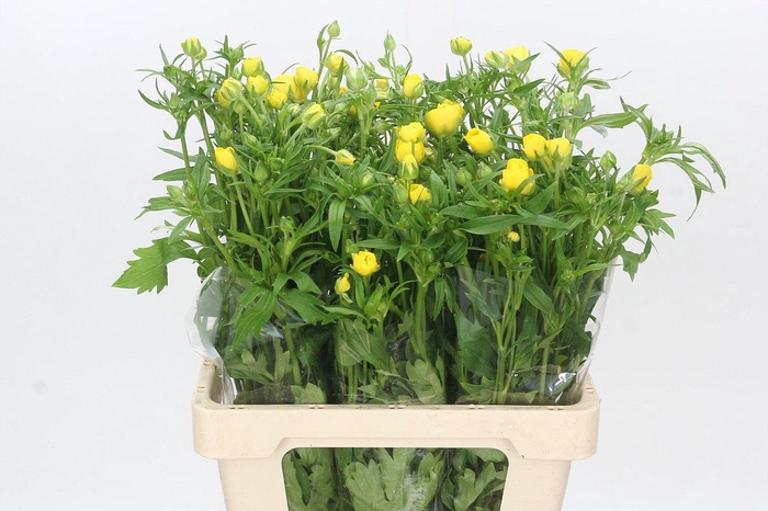 <h4>Ranunculus Butterfly Phytalos</h4>