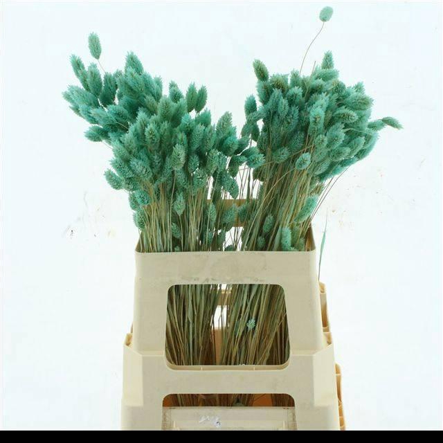 <h4>DROOGBL BEWERKT H%</h4>