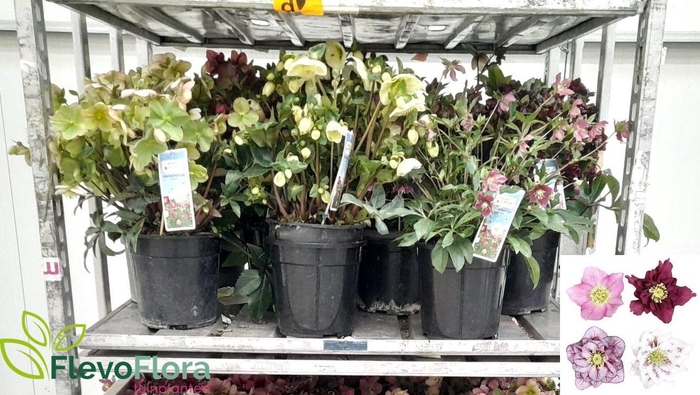 <h4>HELL ORIENTALIS</h4>