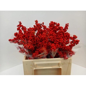 Ilex verticillata brit buys