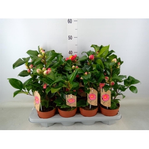 Camellia japonica 'Dr King'