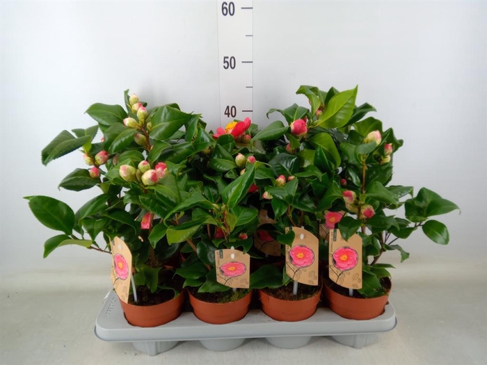 <h4>Camellia japonica 'Dr King'</h4>