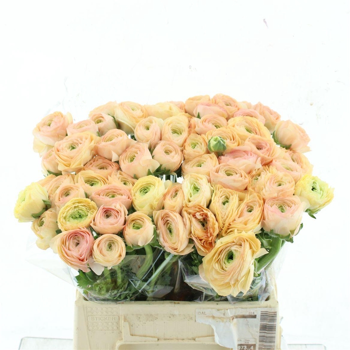 <h4>Ran Su Tuareg Extra</h4>