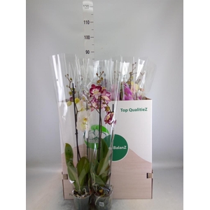 Phalaenopsis   ...mix